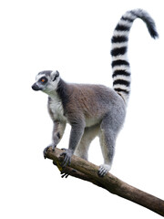 lemur standing on a log isolated on white background