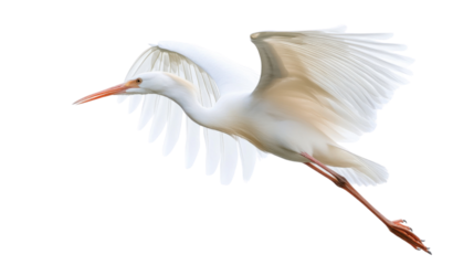 Cattle egret flying with wide open wings on transparent background
