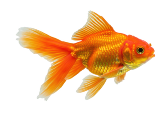 A vibrant orange goldfish with long, flowing fins, isolated on a white background