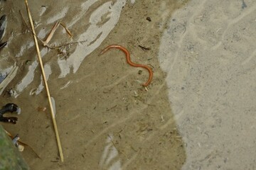 Schillernder Seeringelwurm (Hediste diversicolor)