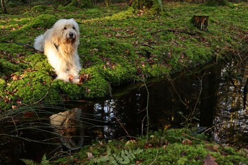Goldendoodle liegt auf Moos im Wald und spiegelt sich im Wasser
