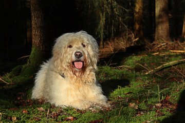 Goldendoodle liegt auf Moos im Wald