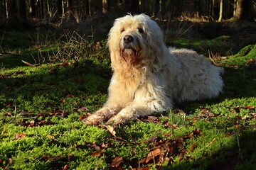 Goldendoodle liegt auf Moos im Wald