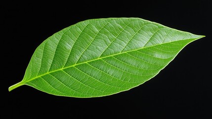 Obraz premium Lush green leaf, isolated on black, botanical study, nature background, website design