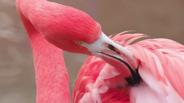 American Flamingo Preening Feathers