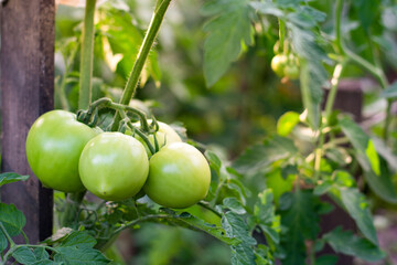 A bunch of green ripening tomatoes are hung on bushes in the garden, a copy space. High quality photo