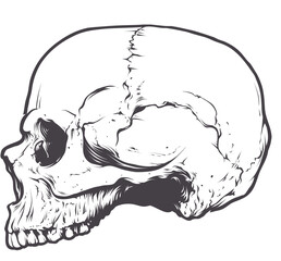 Toitenkopf - Zeichnung, Vintage (Vektor)