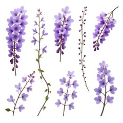 lavender flowers isolated on white background