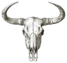 Fototapeta premium PNG Detailed bull skull illustration art