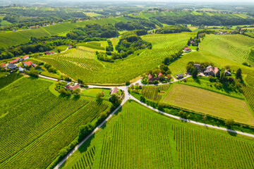 Vineyards in Jeruzalem wine region in Eastern Slovenia