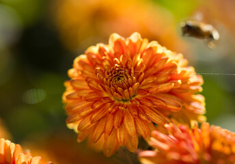 A fly flies past an orange flower, spider web