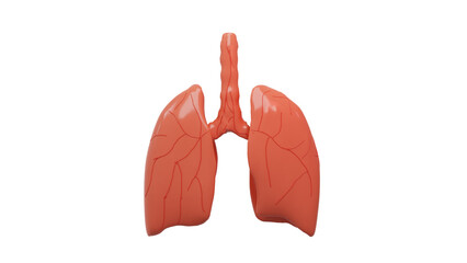 Realistic 3D Transparent Human Lungs Model for Medical and Educational Purposes with Detailed Anatomical Visualization