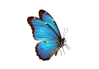 A vibrant blue and orange butterfly with intricate wing patterns, isolated on a white background