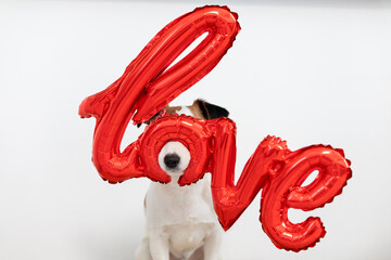 Fototapeta premium Red word love on dog nose. Jack Russell Terrier dog with air red foil balloon in shape of word LOVE on white background. Love and pet concept. Valentine's Day or wedding bachelorette party decor