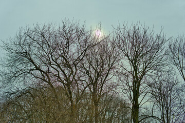 Leafless trees against the backdrop of the spring sun shining through the grey, cloudy sky in Pole Mokotowskie Park, Warsaw, Poland.