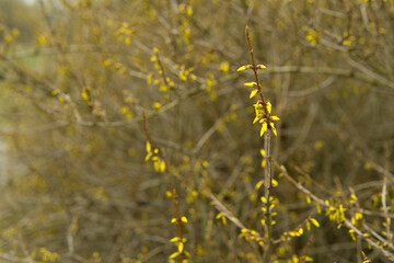 First buds of yellow flowers on twig of forsythia shrub in early spring in Pole Mokotowskie Park,...