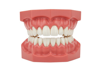 Obraz premium Artificial dental model showing upper and lower teeth in pink gums isolated on white background