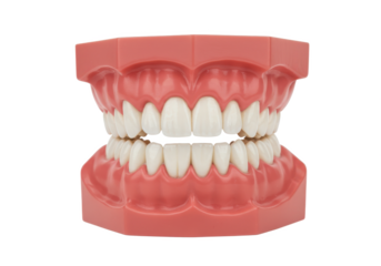 Artificial dental model showing upper and lower teeth in pink gums isolated on white background