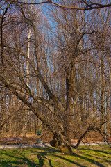 Obraz premium Amazing tree with first leaf buds against the blue sky in sunny day during spring in Pole Mokotowskie Park, Warsaw, Poland.