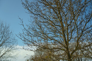 Tree with first leaf buds against the blue sky in sunny day during spring in Pole Mokotowskie Park, Warsaw, Poland.