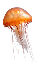 A graceful jellyfish with long, flowing tentacles, floating in clear water. Transparent background



