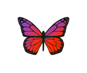 Schmetterling, bunt - Vektor