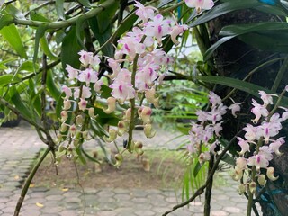 Purple and white orchid or Orchidaceae flowers bloom and grow attached to a tree trunk. Beautiful...