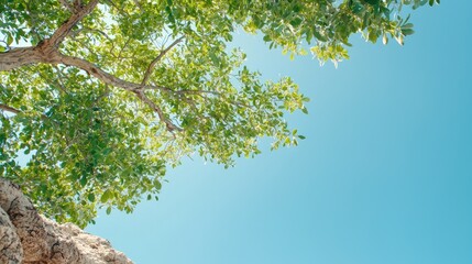 Fototapeta premium Lush tree canopy against bright blue sky, summer, nature background, ideal for travel brochures