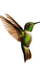 Fototapeta premium A tiny hummingbird with iridescent feathers, hovering in mid-air above a white background. Transparent background