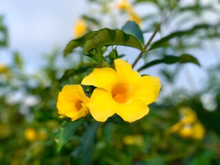 Close up of Allamanda cathartica flower blooming in the garden. Beautiful yellow flowers with foliage blurred background