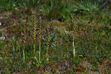 Fototapeta premium Ohnhorn-Knabenkraut (Orchis anthropophora)
