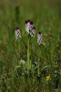 Brand-Knabenkraut (Neotinea ustulata)