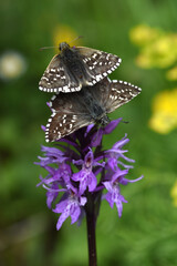 Graumelierter Alpen-Würfel-Dickkopffalter (Pyrgus andromedae) 