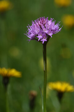 Kugelorchis (Traunsteinera globosa)