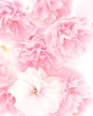 花の背景素材　八重咲の桜