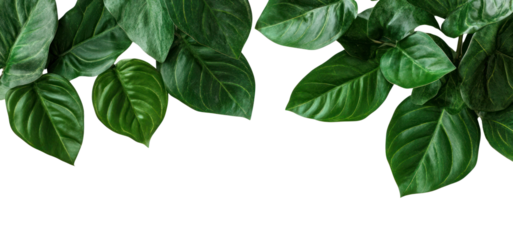 PNG Green leaves frame leaf background white.