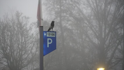 sign on the road with a bird in fog