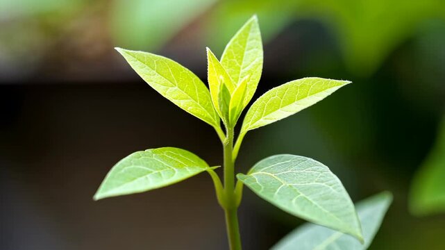 Green seedlings grow vibrantly under soft sunlight in a nurturing garden setting during springtime