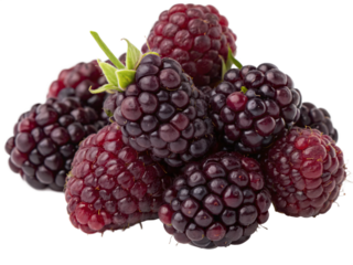 A handful of deep purple boysenberries with a glossy, bumpy surface and a fresh, juicy appearance. AI Generative