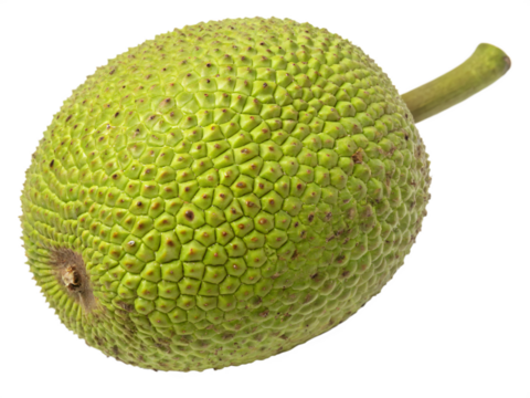 A large, round breadfruit with a bumpy, green skin and a starchy, fresh appearance. AI Generative