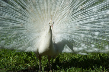 Obraz premium White peacock standing in meadow
