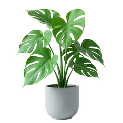 Monstera plant in pot on transparent background