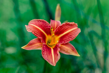 Orange daylily or day lily, flower, hemerocallis