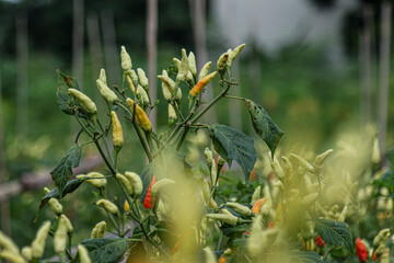 green and red peppers