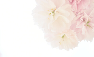 花の背景素材　八重咲の桜