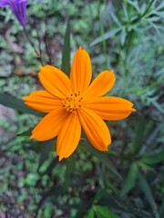 orange flower in the garden