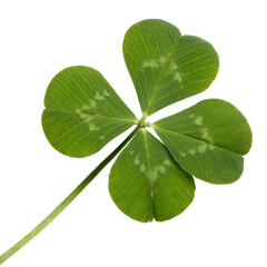 Four-leaf clover isolated on transparent background