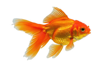 Fototapeta premium A vibrant orange goldfish with long, flowing fins, isolated on a white background