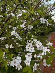 Fototapeta premium Branches adorned with delicate white flowers and fresh green leaves, showcasing spring's renewal. Ideal for nature, seasonal themes, or eco projects