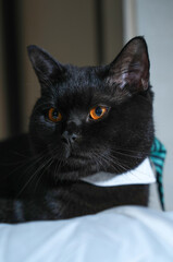 A black male British Shorthair cat named Haiter.